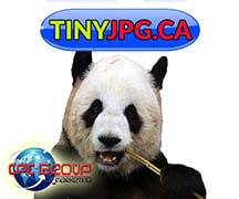 Panda TInyjpg.ca